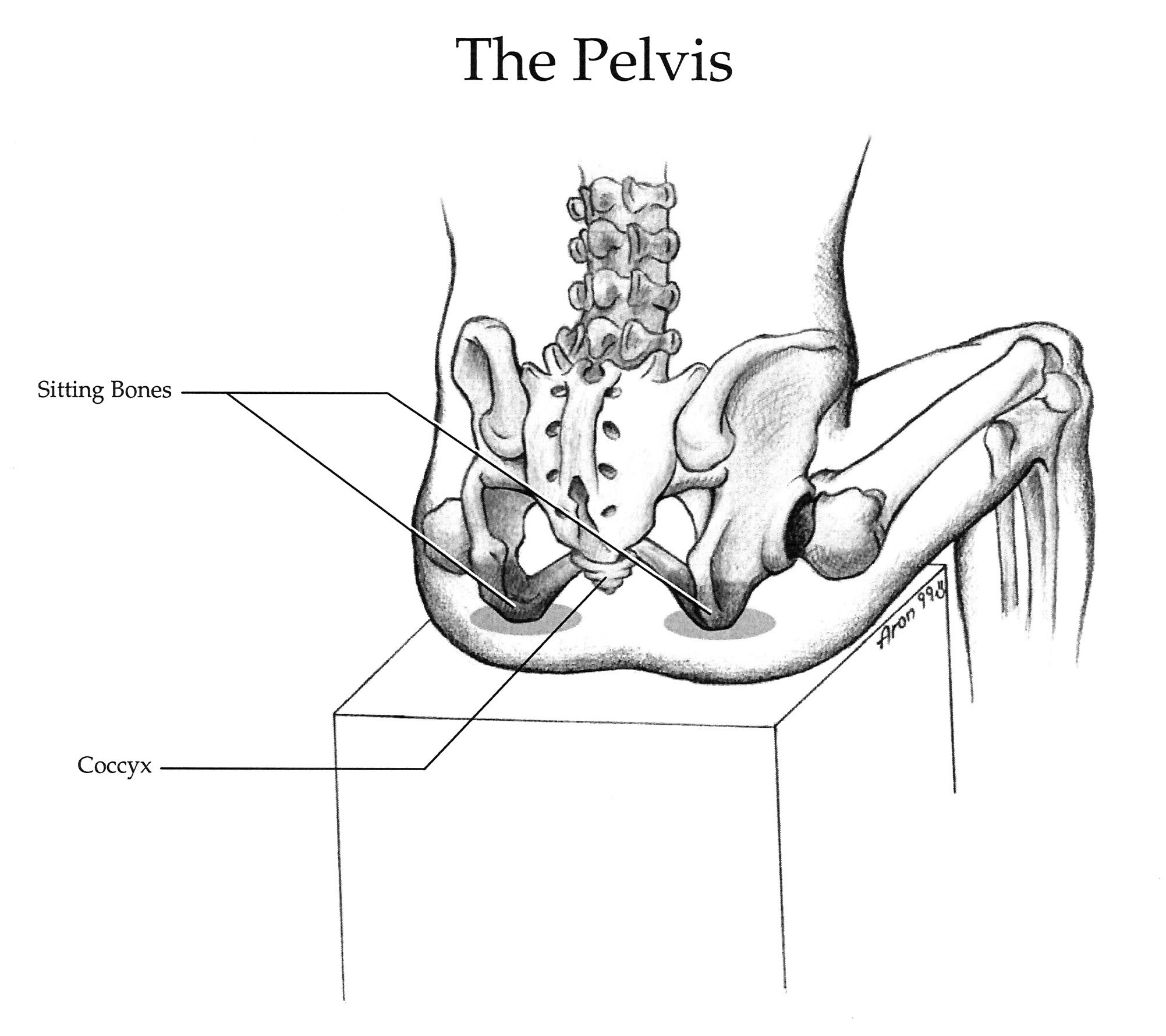 Back Bone Shape Different Pelvic Shapes And What They Mean For Your 