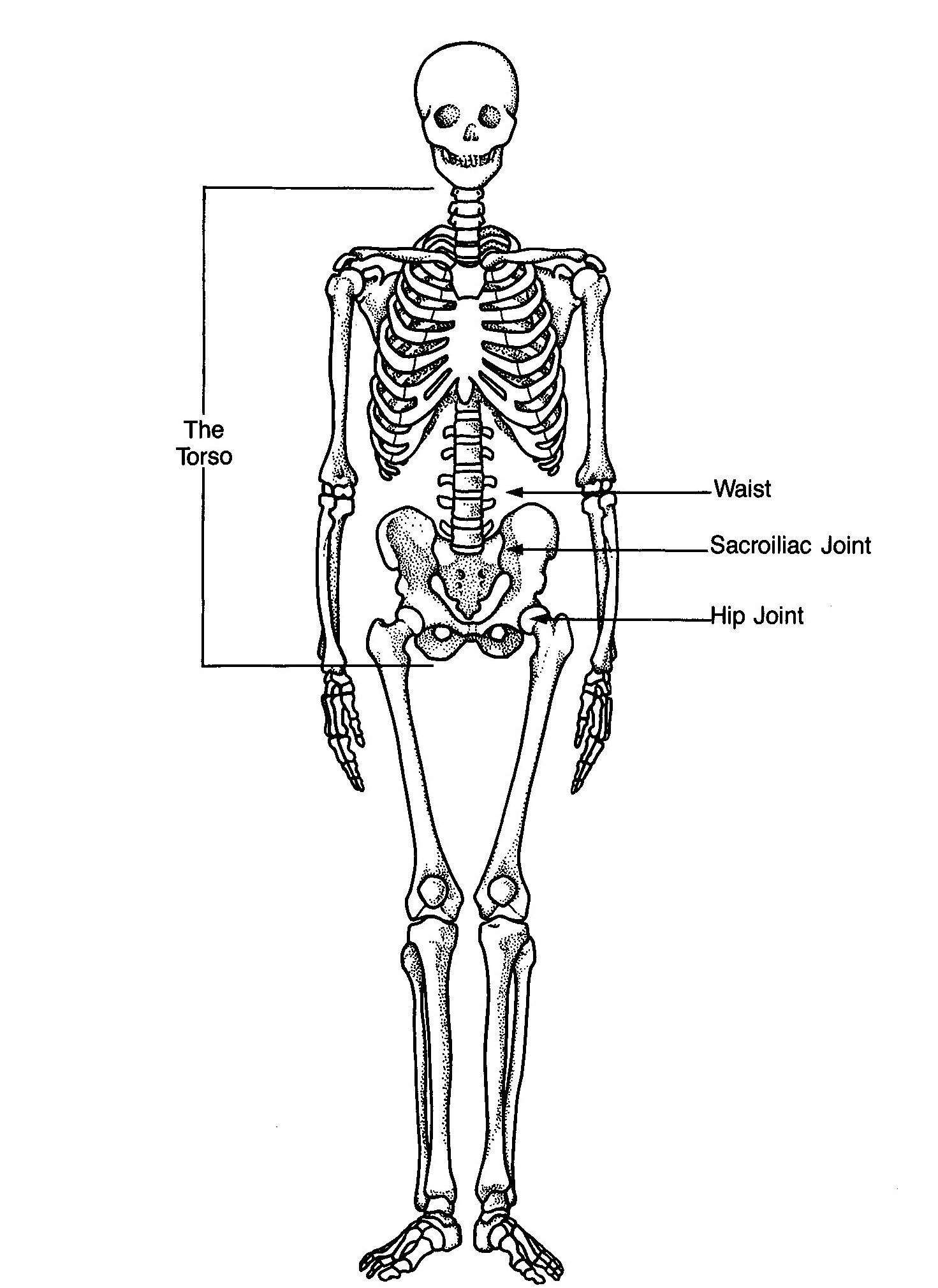 Where Is Your Waist Vs Hip At Jonathan Weyer Blog Where Is Your Waist Vs Hip At Jonathan Weyer Blog