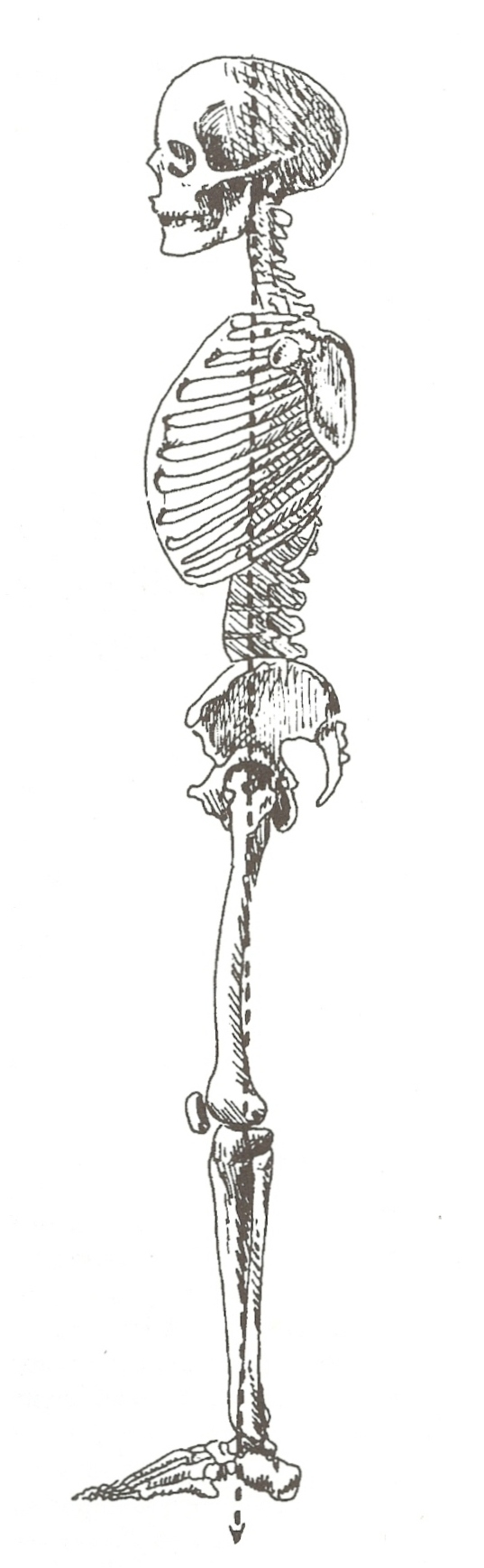 The skeleton is standing with the weight transferred down through the front part of the spine