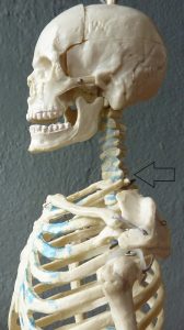 side view of skull indicating the base of the neck (C7)