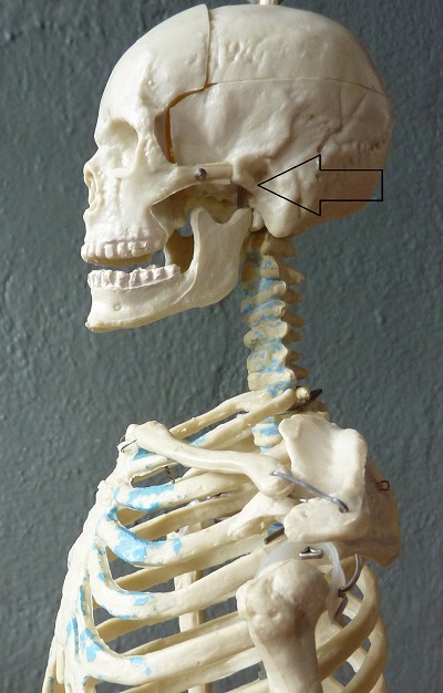 side view of skull indicating location of the atlanto occipital joint